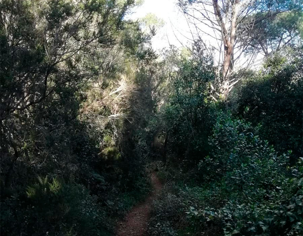 pasear por el bosque