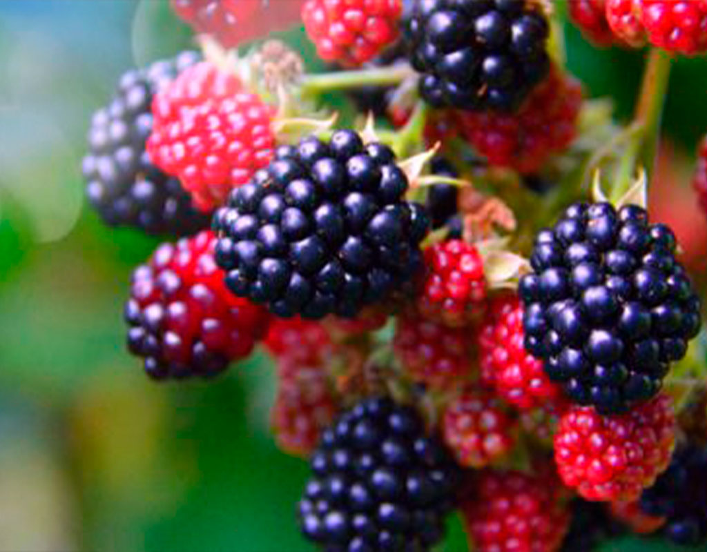 ir a buscar moras
